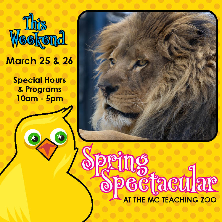 Spring Spectacular this weekend. photo of Lion