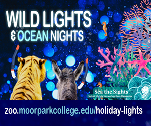 Wild Lights &amp;amp; Ocean Nights. images of animals and sea animals