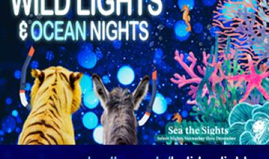 Wild Lights &amp;amp; Ocean Nights. images of animals and se