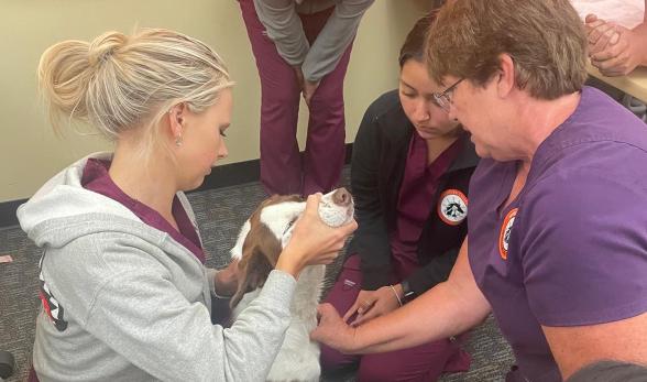 three vet tech students care for a dog