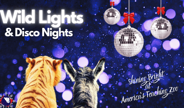 Wild Lights &amp;amp; Disco Nights Shine Bright at America&#